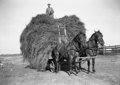 Farmer driving draft horse team from top of hay wagon. Note metal wheels on hay wagon. Wellman, Iowa. 1941. Vignette in original film. Scanned film with significant grain.