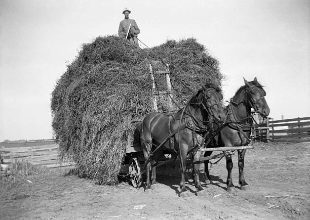 hay wagon and draft horses with farmer atop 1941, retro Farmer driving draft horse team from top of hay wagon. Note metal wheels on hay wagon. Wellman, Iowa. 1941. Vignette in original film. Scanned film with significant grain. iowa photos stock pictures, royalty-free photos & images