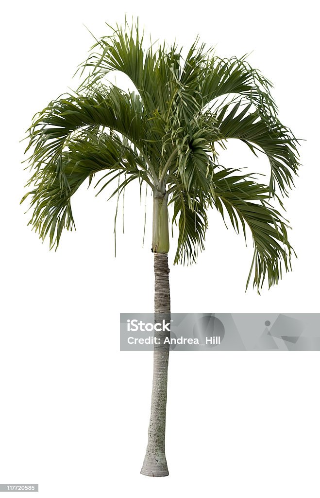 Royal Palm Tree - Lizenzfrei Palme Stock-Foto