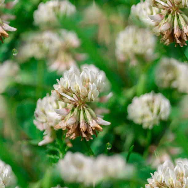 istock seamless pattern Trifolium repens. The white clover grows on a meadow 1177209956