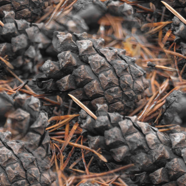 seamless pattern Fir cones on the forest floor with intentional shallow depth of field