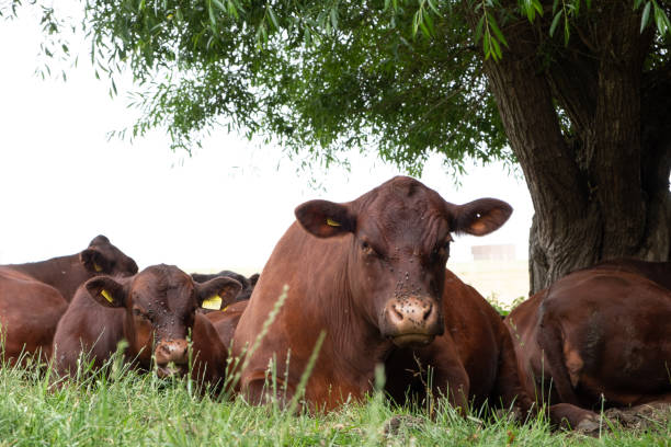 istock cows in East Sussex 1177210126