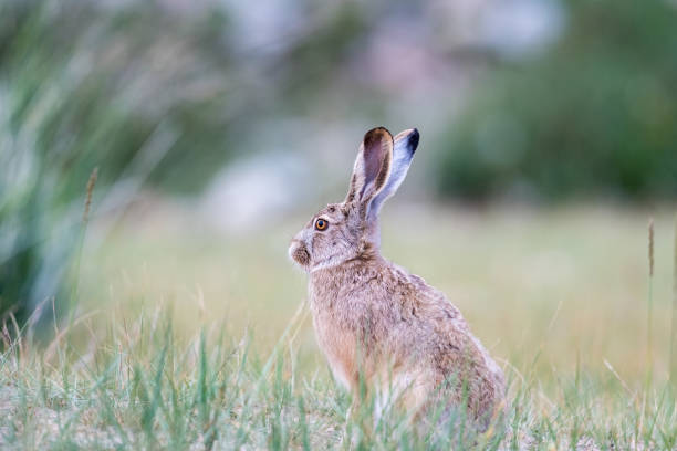 istock hare closeup on qinghai-tibet plateau 1177210293