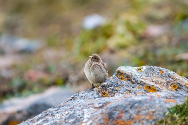 istock cute baby tibetan rosefinch 1177210328