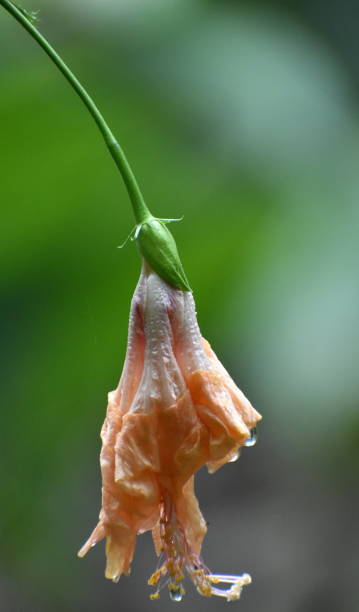 istock Hibiscus Flower with water droplets 1177210379