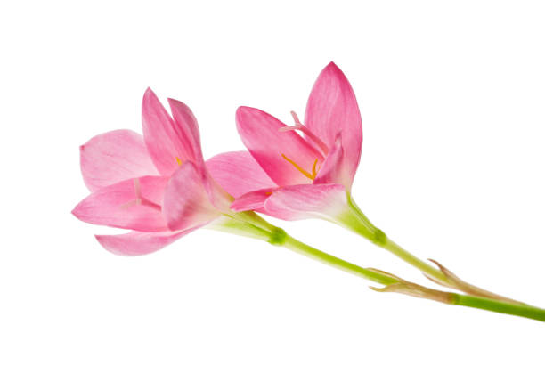 Pink rain lily flower, Pink flower blooming isolated on white background, with clipping path Pink rain lily flower, Pink flower blooming isolated on white background, with clipping path zephyranthes rosea stock pictures, royalty-free photos & images