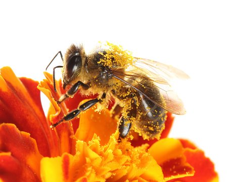 An European Honey Bee (Apis mellifera) pollinating a pink zinnia flower. Long Island, New York, USA