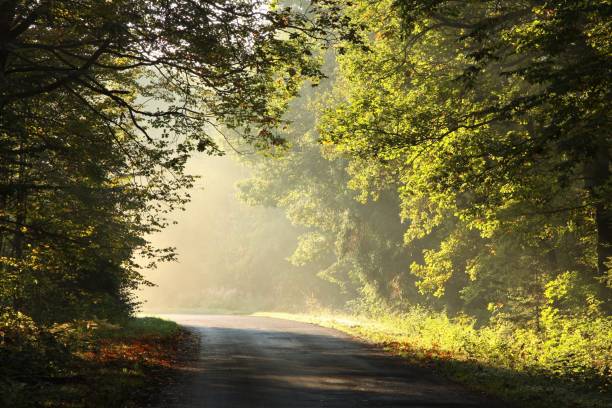 istock Country road on a sunny autumn morning 1177211506