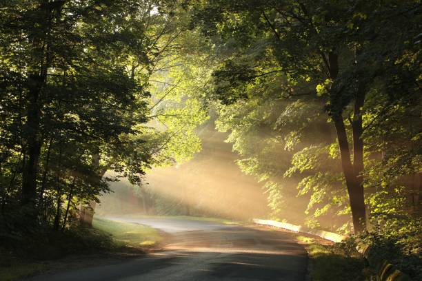 istock Country road during sunrise 1177211705
