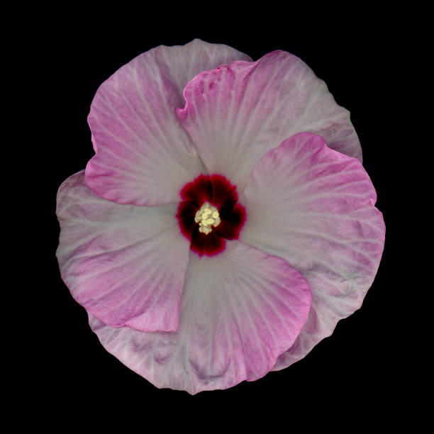 istock Pink and white hardy hibiscus 1177211944
