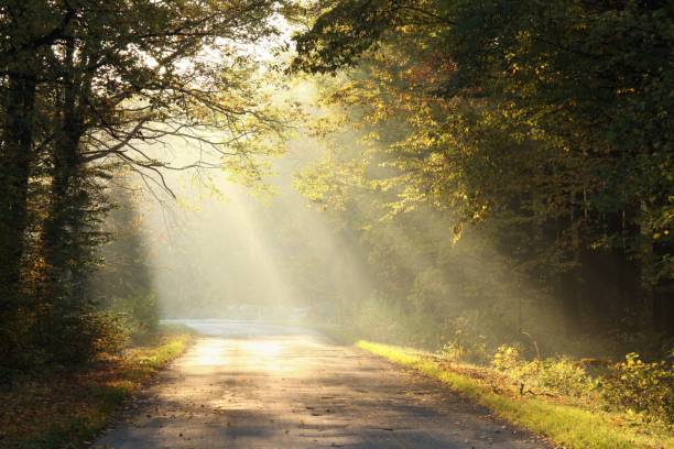 istock Country road through autumn forest at sunrise 1177212033