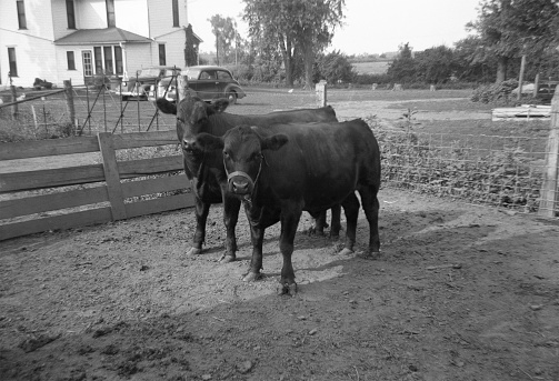 Two Angus calves in farmyard with halters ready to be shown at county fair. Wellman, Iowa. 1941. Scanned film with significant grain.