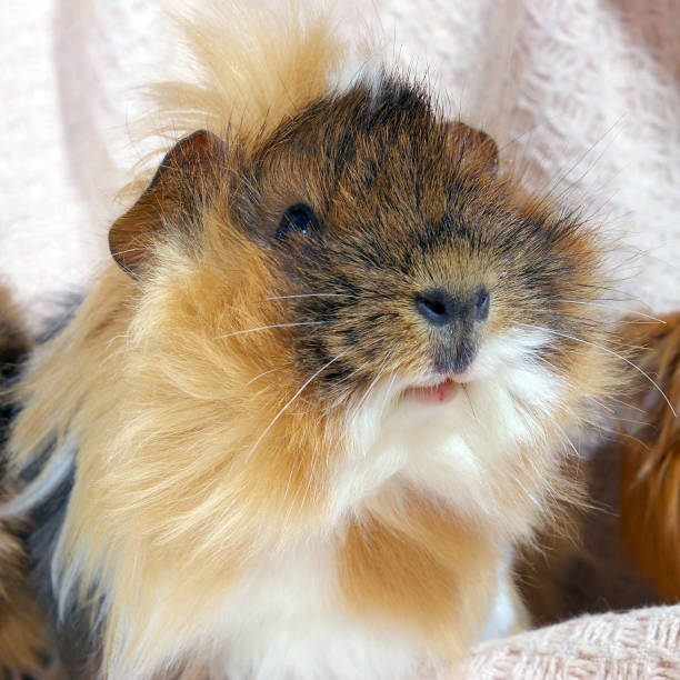 Spotted Cavy Stock Photos Pictures Royalty Free Images iStock Spotted Cavy Stock Photos Pictures Royalty Free Images iStock