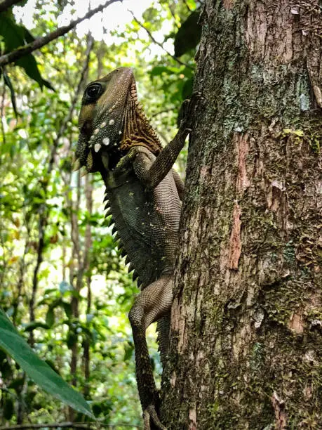 Eastern Water Dragon on tree, forest