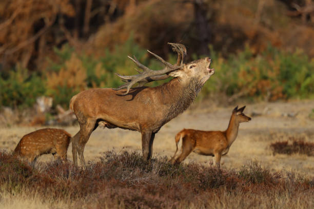 istock Red deer stag in rutting season 1177214201