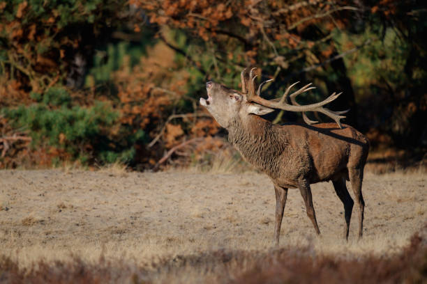 istock Red deer stag in rutting season 1177214242