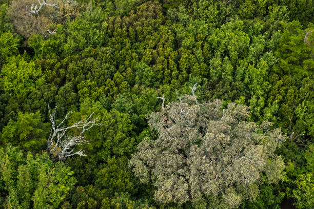 istock Beautiful top view of a dense forest 1177214261