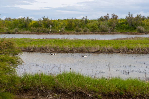 Lilleau des Niges National Nature Reserve of Ile de Re island in France