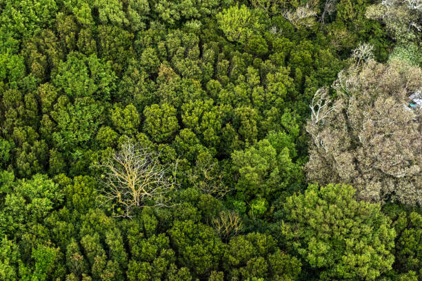istock Beautiful top view of a dense forest 1177214507