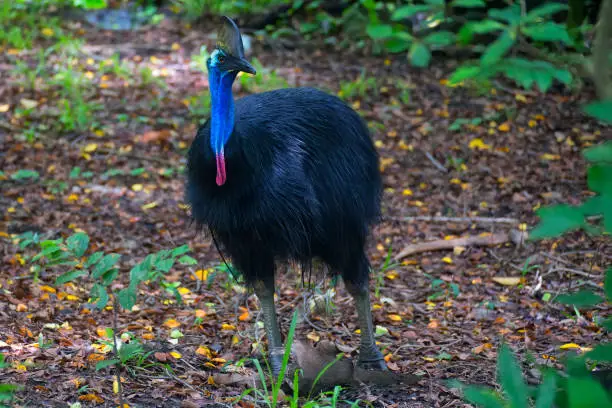 Southern Cassowary near Cairns in Tropical North Queensland, Australia