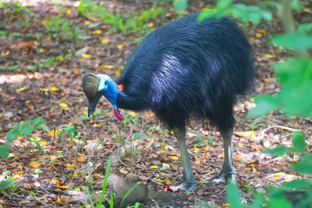 Southern Cassowary eating near Cairns in Tropical North Queensland, Australia