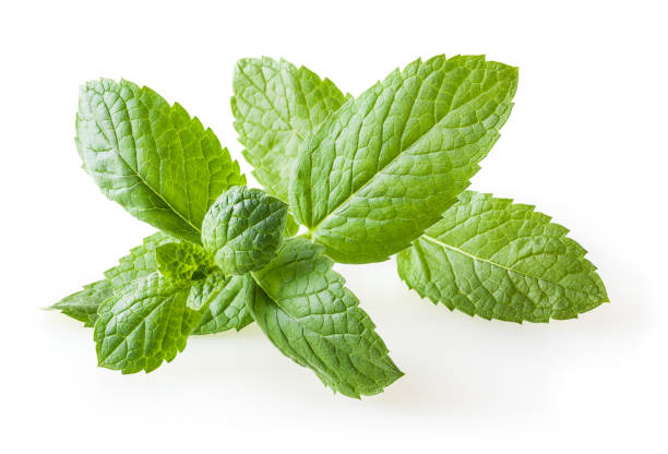 istock Fresh lemon balm leaves isolated on white background 1177217017