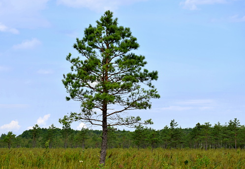 A single conferous tree growing in the middle of a lush field, pastureland, or meadow covered with grass and herbs, with a small observation tower behind and a dense forest or moor near the horizon