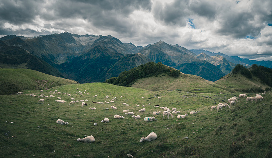 Sheeps on the  Ariège highland in the french pyrenees mountains