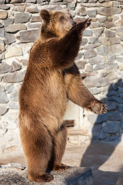 istock Brown bear at the zoo 1177220326