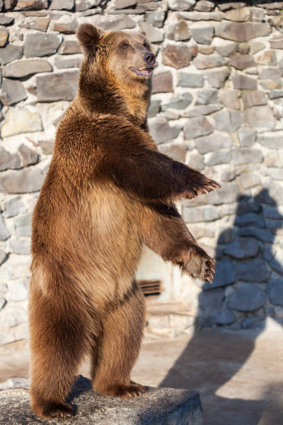 istock Brown bear at the zoo 1177220333
