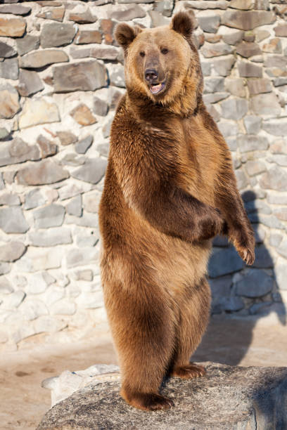 istock Brown bear at the zoo 1177220343