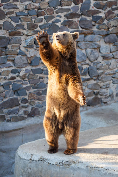 istock Brown bear at the zoo 1177220346