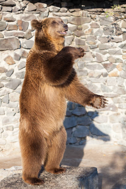 istock Brown bear at the zoo 1177220347