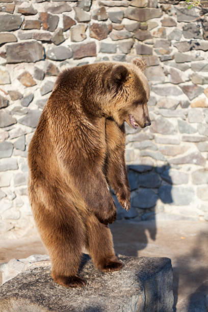 istock Brown bear at the zoo 1177220350