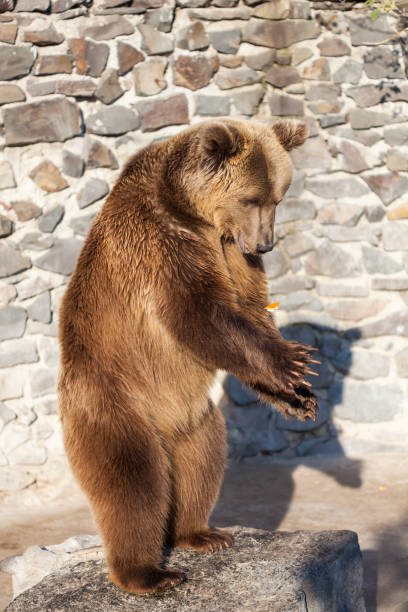istock Brown bear at the zoo 1177220354