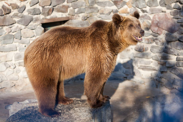 istock Brown bear at the zoo 1177220362