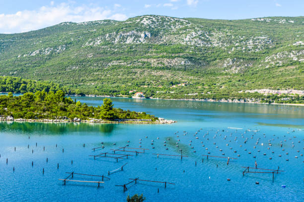 istock The Oyster Farm, 1177220843