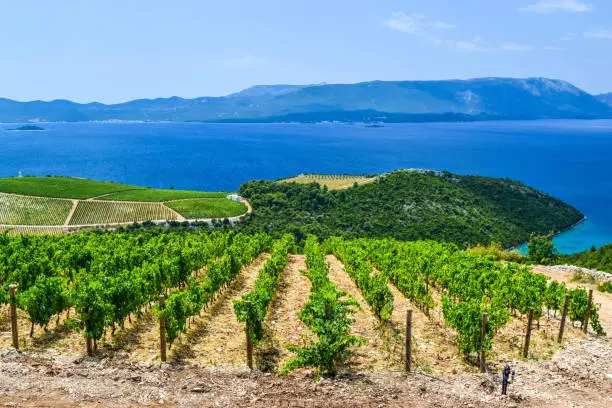 The agricultural fields of southern Croatia.