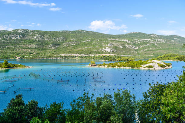 istock The Oyster Farm, 1177220867