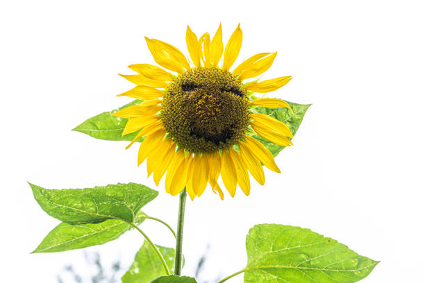 istock Beautiful scenery of sunflower fields under the blue sky 1177222989