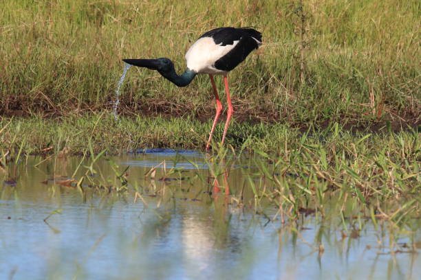 istock black-necked stork (Ephippiorhynchus asiaticus) Queensland , Australia 1177224579
