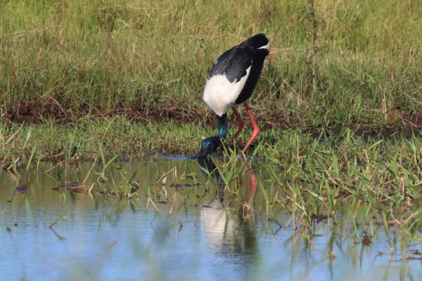 istock black-necked stork (Ephippiorhynchus asiaticus) Queensland , Australia 1177224741