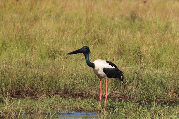 istock black-necked stork (Ephippiorhynchus asiaticus) Queensland , Australia 1177224810