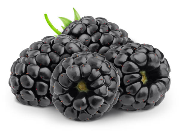 istock Composition with garden or forest sweet blackberries isolated on white background. As design element. 1177224884