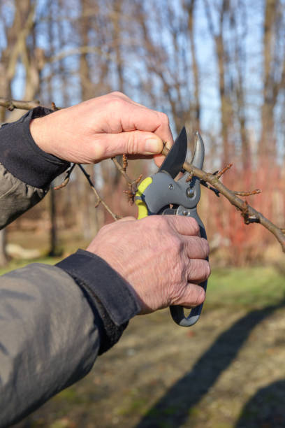 istock Garden worker cut the trees sprout 1177224887