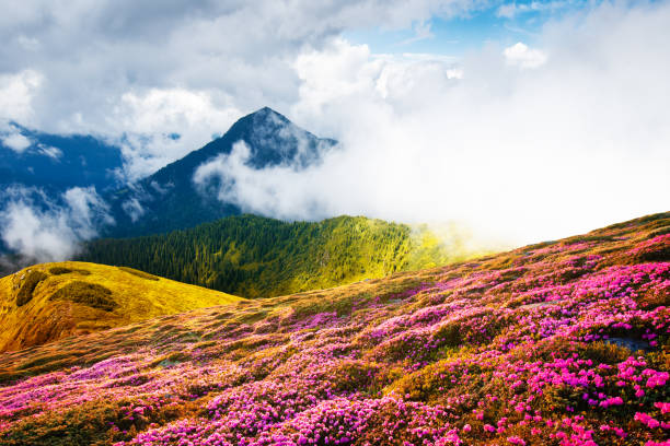 istock Colorful blooming rhododendron flowers 1177224888