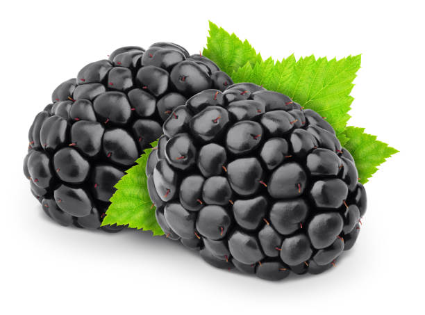 istock Ripe garden blackberries with leaves isolated on white background. 1177224901