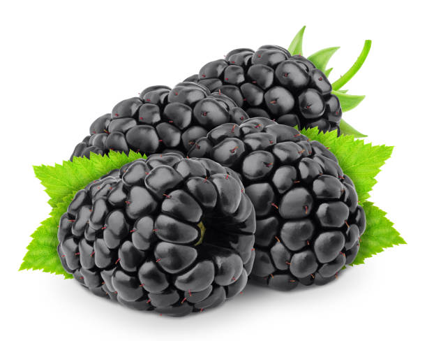 istock Heap of freshly picked blackberries with leaves isolated on white background. As design element. 1177224944