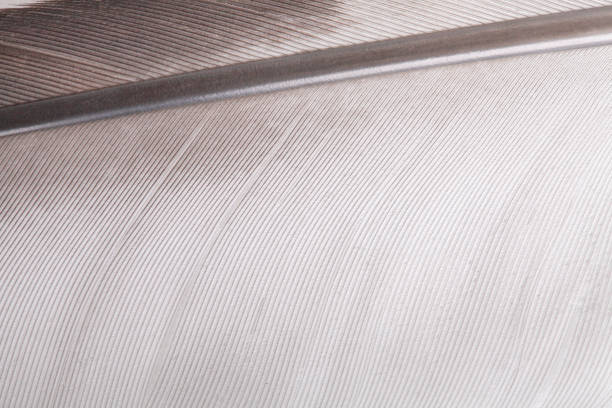 istock background of bird feather. macro photography 1177225345