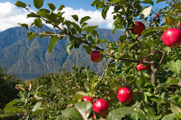 istock Apple orchards of the Altai mountains 1177225362